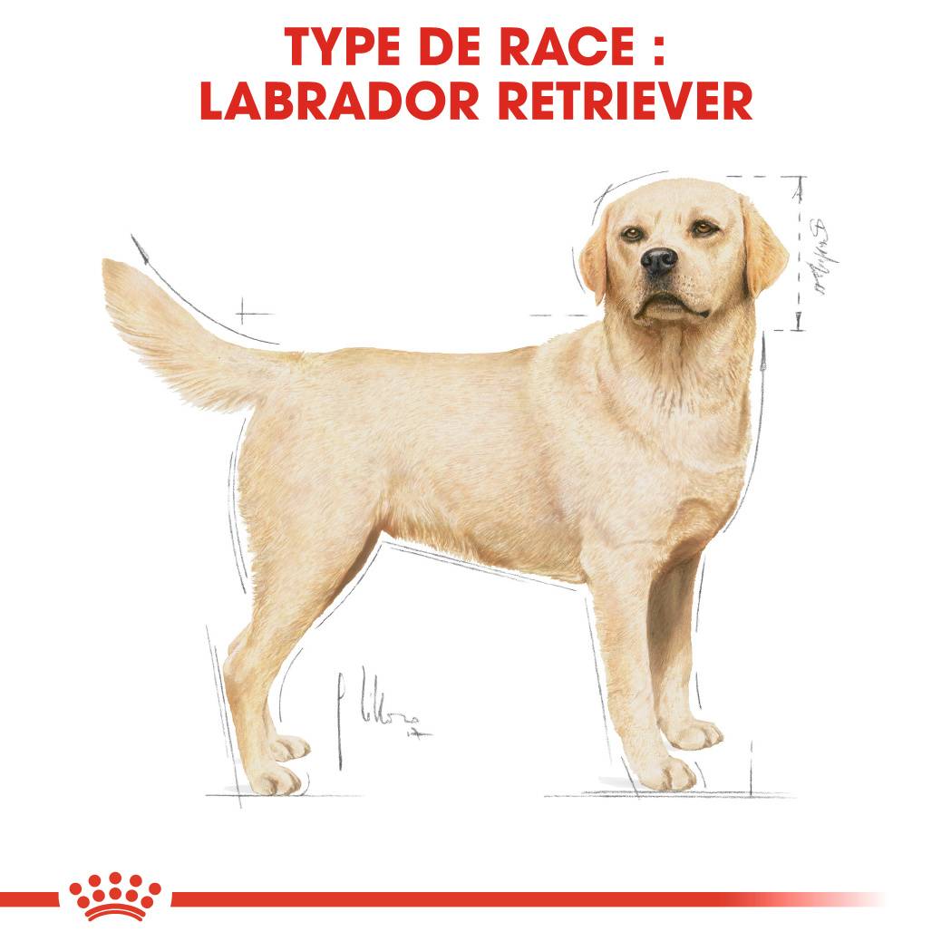 Royal Canin - Croquettes chien Labrador adulte 3 kg - ROYAL CANIN - Image 5
