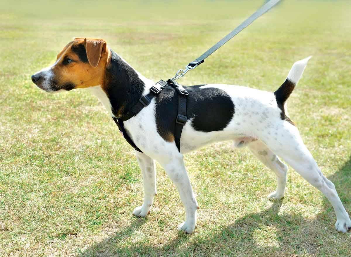 Zolux - Harnais de sécurité pour chien ZOLUX - Image 4