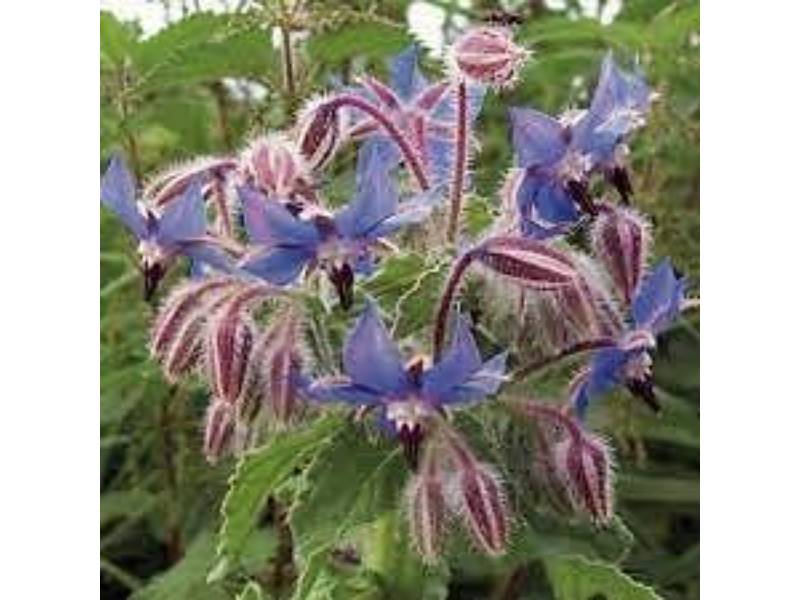 Vilmorin - Bourrache officinale série 1 sachet graines 1 g - Vilmorin - Image 5