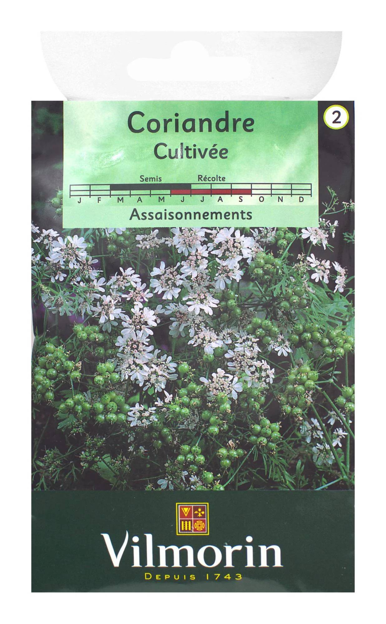 Vilmorin - Coriandre cultivée série 2 sachet graines 4 g - Vilmorin - Image 3