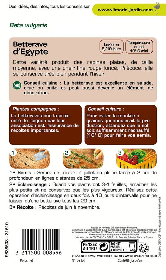 Vilmorin - Betterave potagère d'Egypte série 1 sachet graines 4 g - Vilmorin - Image 4
