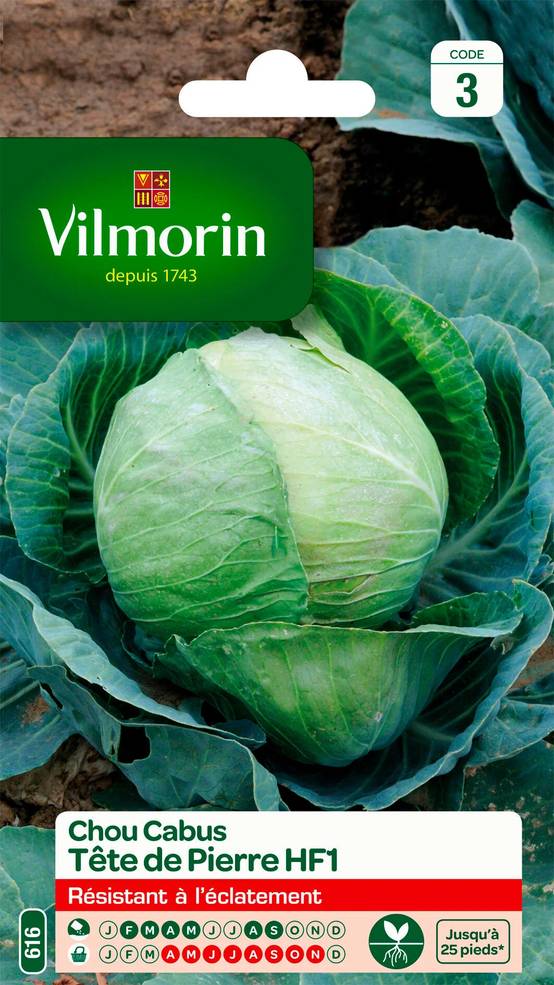 Vilmorin - Chou Blanc Tête de Pierre HF1 serie 3 sachet graines 0,8 g - Vilmorin - Image 1
