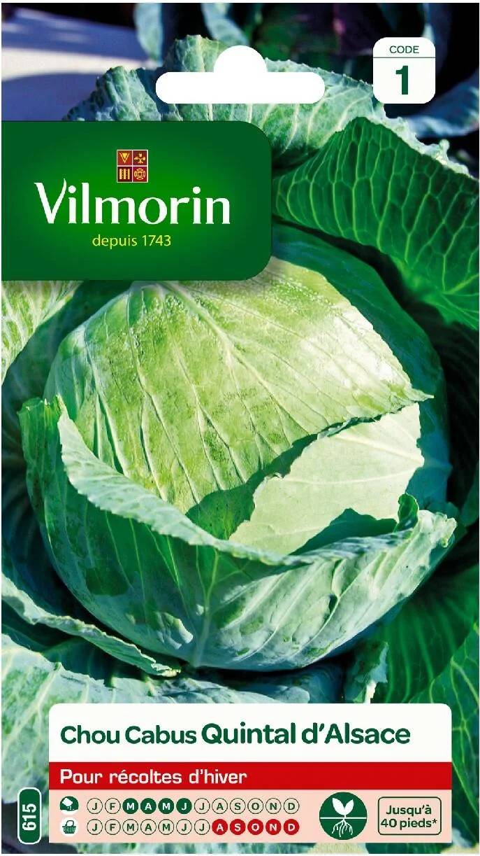 Vilmorin - Chou pommé quintal d'Alsace série 1 sachet graines 2 g - Vilmorin - Image 1