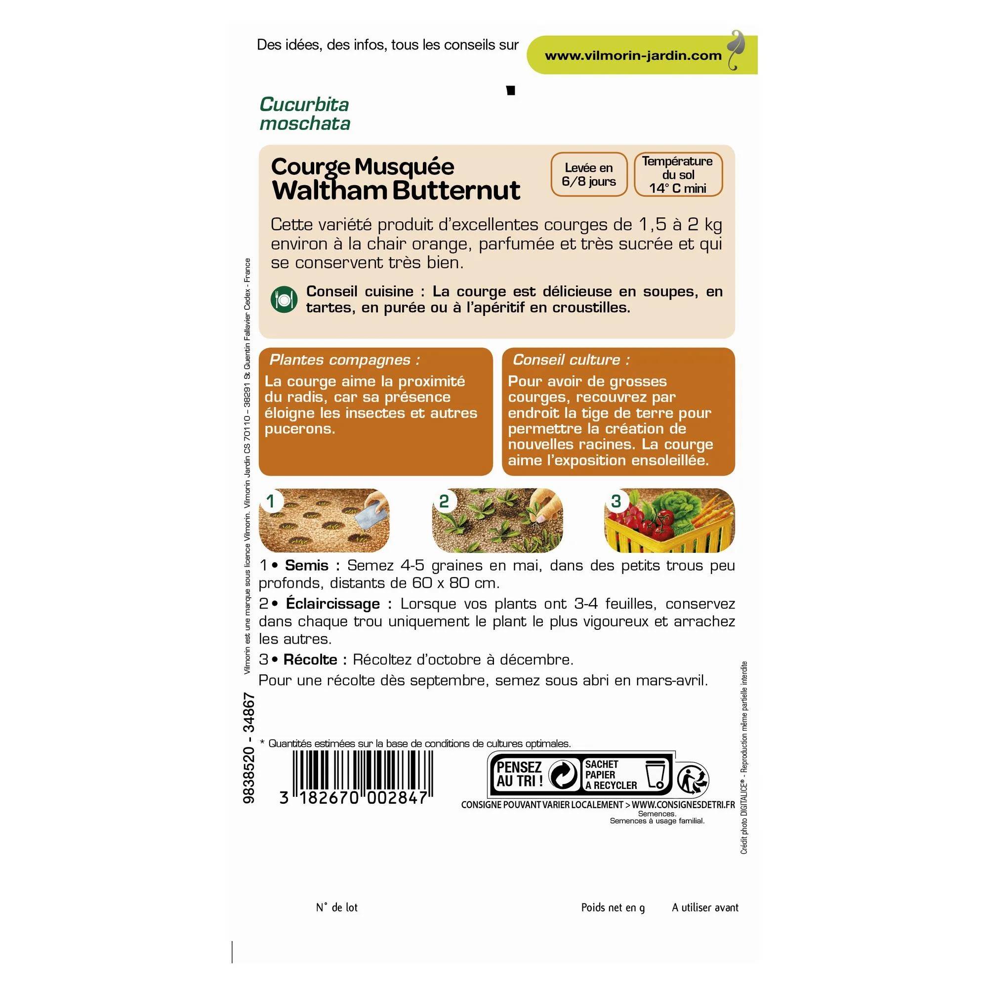 Vilmorin - Courge Waltham butternut série 2 sachet graines 3 g - Vilmorin - Image 3