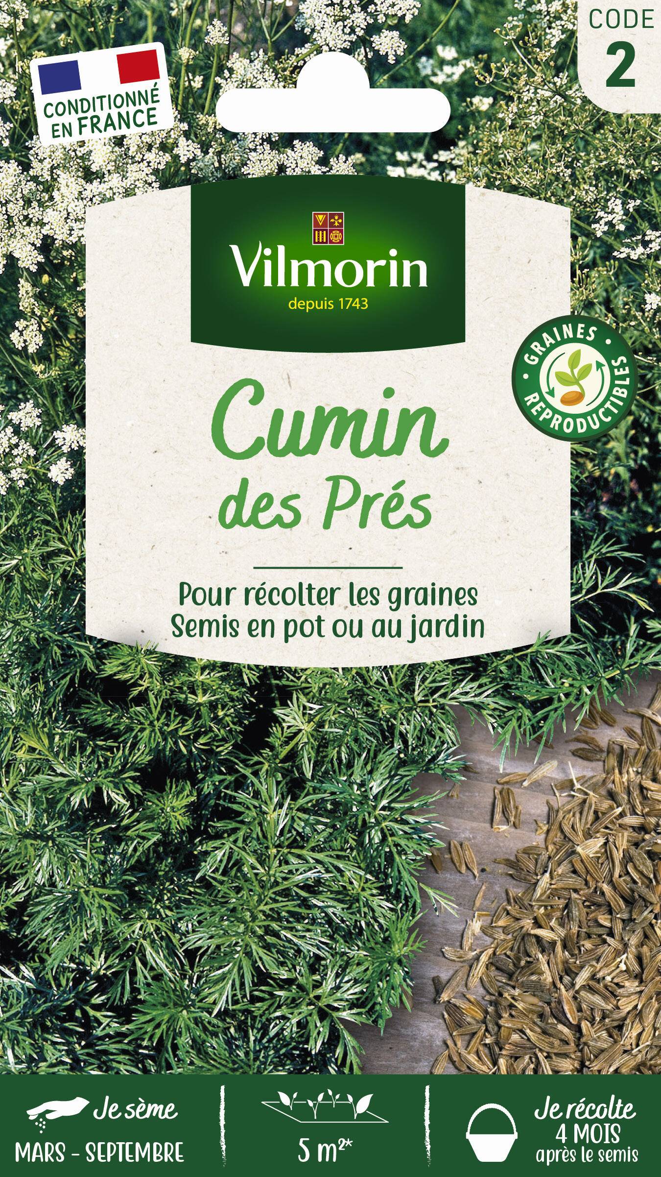 Vilmorin - Cumin des près ou carvi série 2 sachet graines 1 g - Vilmorin - Image 1