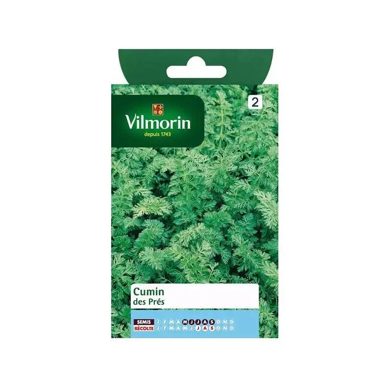 Vilmorin - Cumin des près ou carvi série 2 sachet graines 1 g - Vilmorin - Image 2