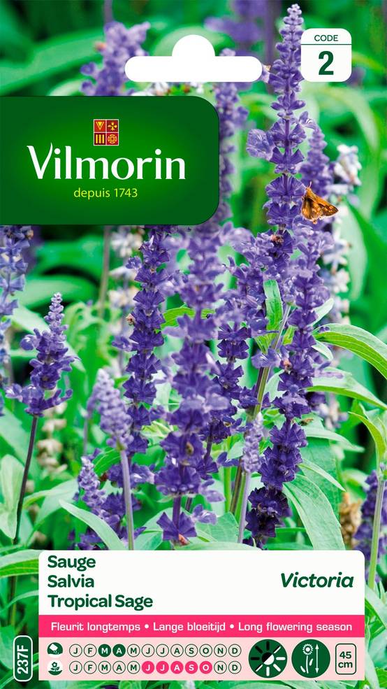 Vilmorin - Sauge bleue victoria série 2 sachet graines 0,5 g - Vilmorin - Image 2