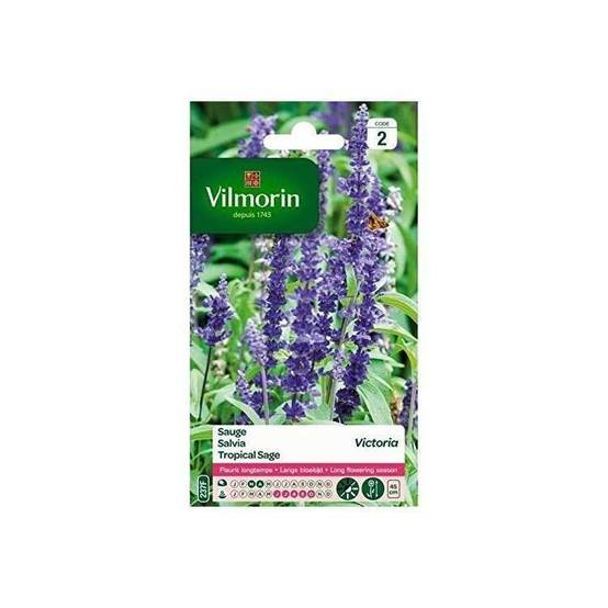 Vilmorin - Sauge bleue victoria série 2 sachet graines 0,5 g - Vilmorin - Image 4
