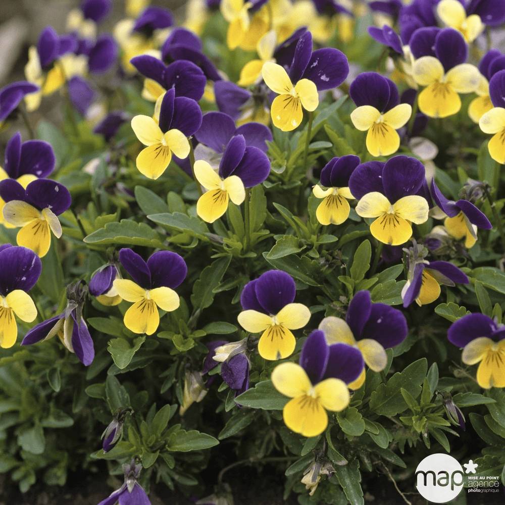 Vilmorin - Viola Cornuta variée série 2 sachet graines 0,7 g - Vilmorin - Image 4