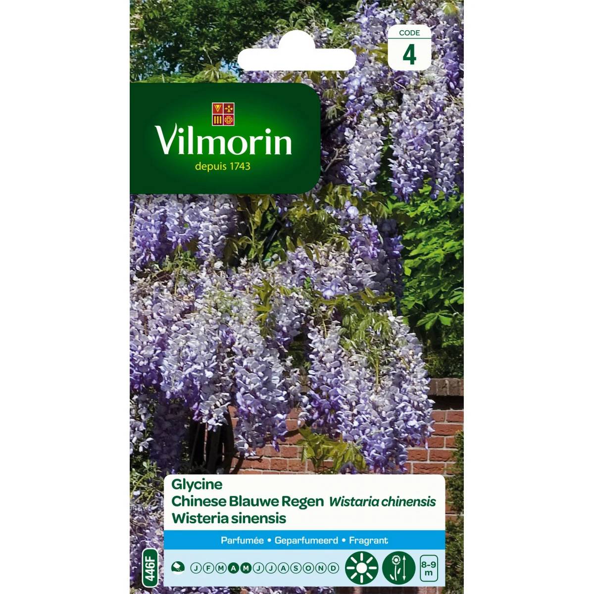 Vilmorin - Glycine sachet graines - WISTARIA CHINENSIS