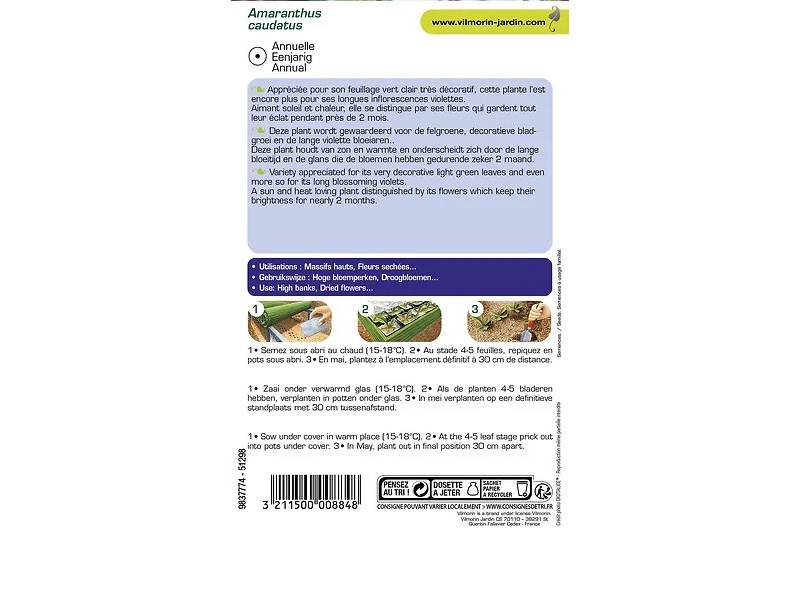 Vilmorin - Amarante queue de renard série 1 sachet graines 2 g - Vilmorin - Image 2