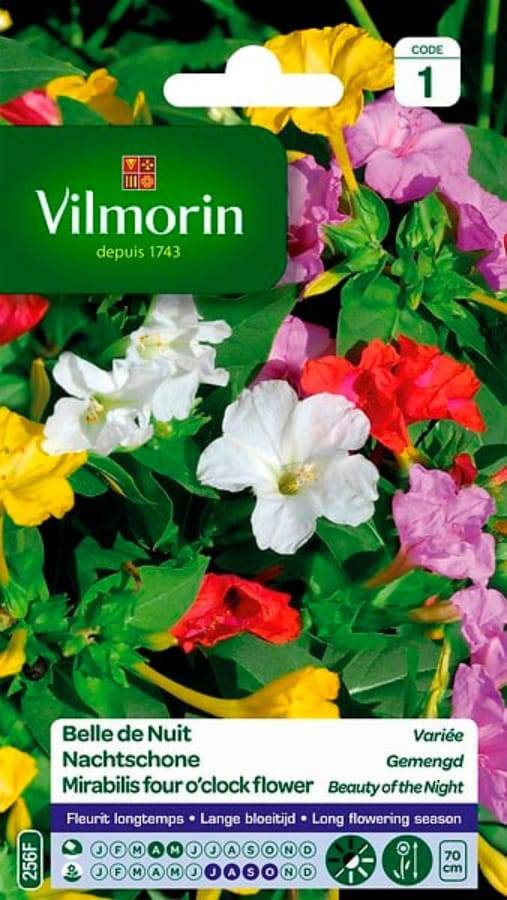 Vilmorin - Belle de Nuit Variée serie 1 sachet graines 4 g - Vilmorin - Image 2