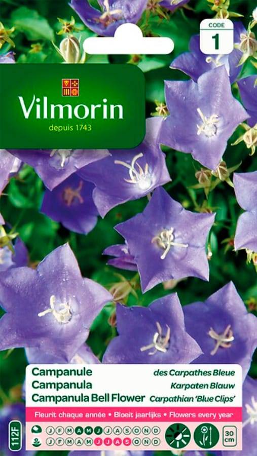 Vilmorin - Campanule des Carpathes Bleue serie 1 sachet graines 0,5 g - Vilmorin - Image 2