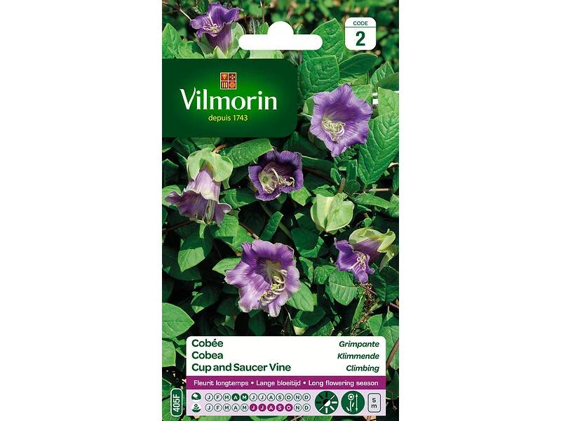 Vilmorin - Cobée grimpante série 2 sachet graines 1,5 g - Vilmorin - Image 4
