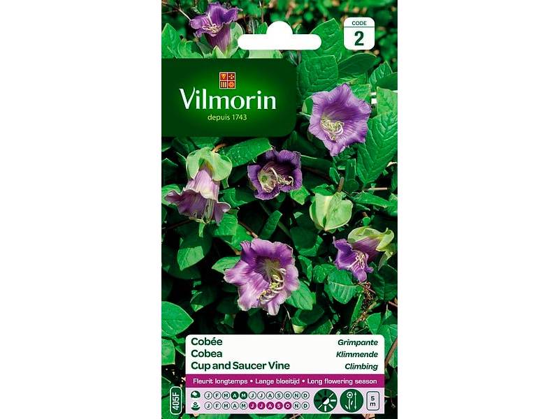 Vilmorin - Cobée grimpante série 2 sachet graines 1,5 g - Vilmorin - Image 5