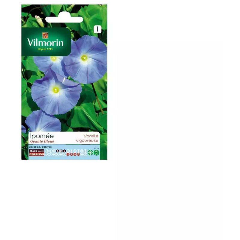 Vilmorin - Ipomée a grande fleur bleue série 1 sachet graines 4 g - Vilmorin - Image 4