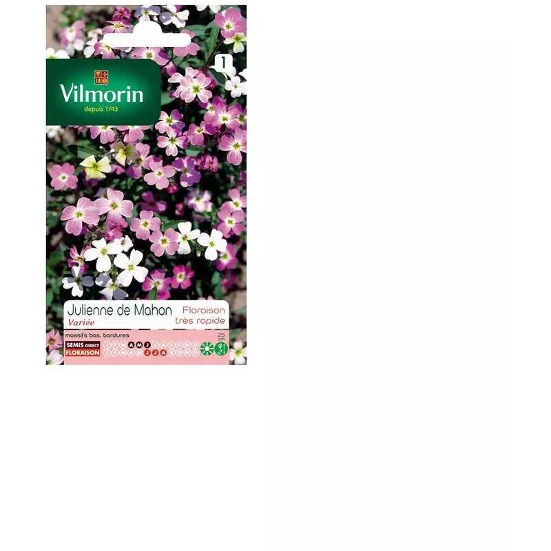 Vilmorin - Julienne de mahon variée série 1 sachet graines 3 g - Vilmorin - Image 4