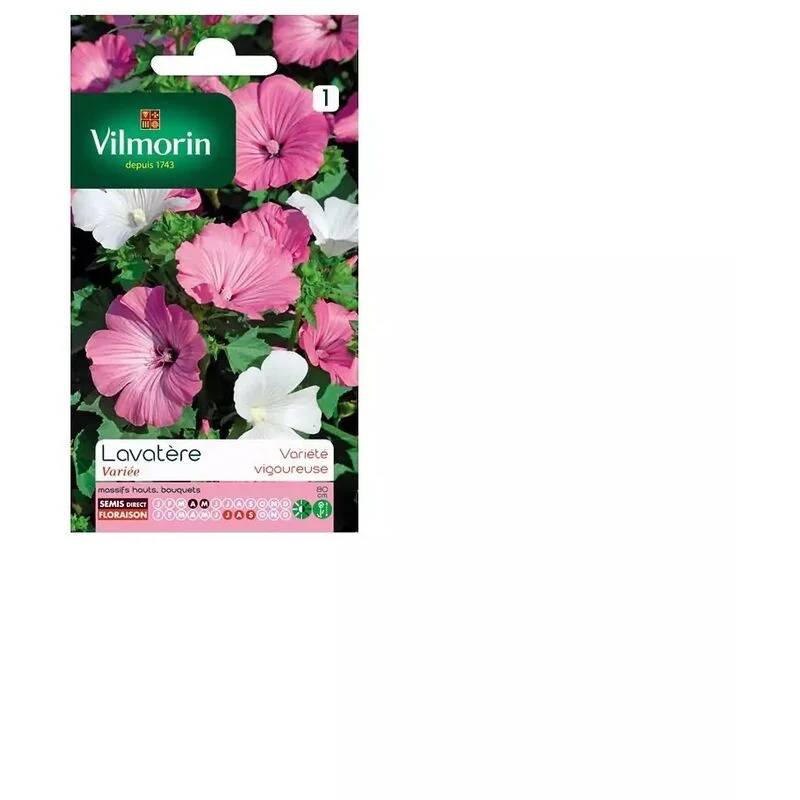 Vilmorin - Lavatère a grande fleur variée série 1 sachet graines 3 g - Vilmorin - Image 4