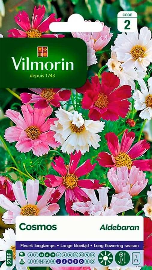 Vilmorin - Cosmos Aldébaran pétales tubules série 2 sachet graines 1,5 g - Vilmorin - Image 2