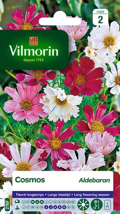 Vilmorin - Cosmos Aldébaran pétales tubules série 2 sachet graines 1,5 g - Vilmorin - Image 3