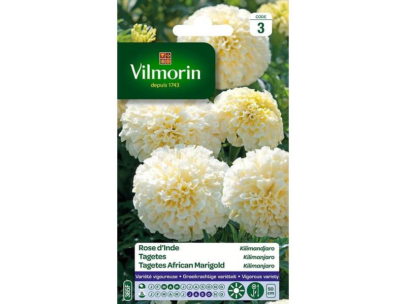 Vilmorin - Rose d'Inde Kilimandjaro blanche série 3 sachet graines 0,2 g - Vilmorin - Image 3