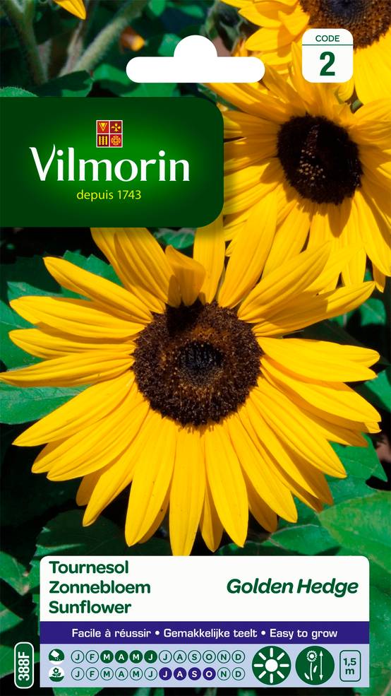 Vilmorin - Graines de Tournesol Golden Hedge - VILMORIN - Image 2
