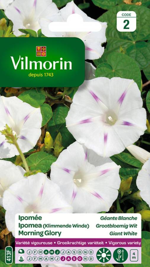 Vilmorin - Ipomée blanche étoilée a grande fleur blanche série 2 sachet graines 6 g - Vilmorin - Image 3