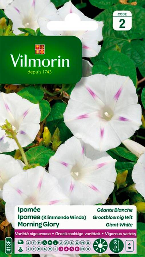 Vilmorin - Ipomée blanche étoilée a grande fleur blanche série 2 sachet graines 6 g - Vilmorin - Image 5
