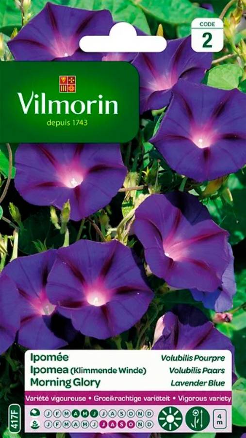 Vilmorin - Ipomée pourpre série 2 sachet graines 6 g - Vilmorin - Image 2
