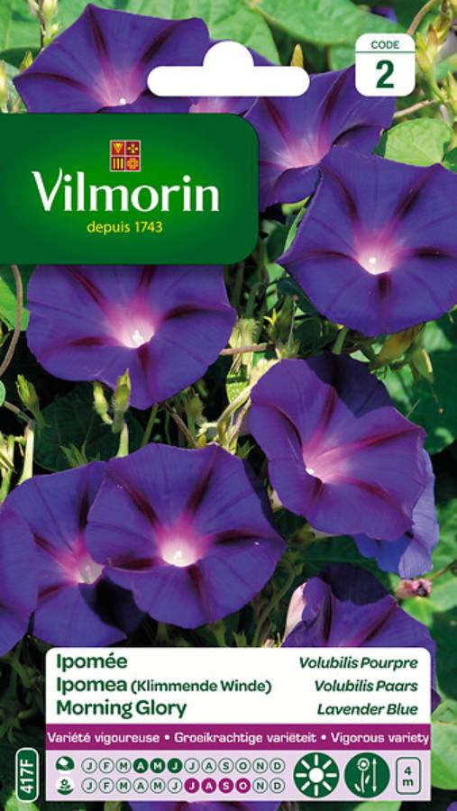 Vilmorin - Ipomée pourpre série 2 sachet graines 6 g - Vilmorin - Image 3
