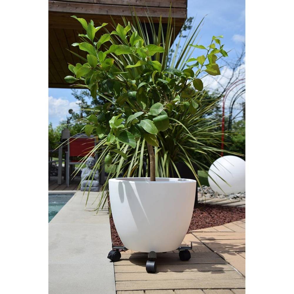 Louis Moulin - Roule Plante Extensible LOUIS MOULIN - Image 1