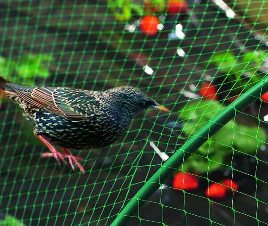 Nortène - BIRDNET  Filet de protection oiseaux PE vert 2x10m - Image 1