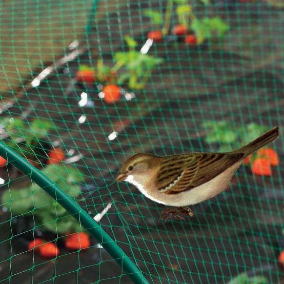 Nortène - BIRDNET Filet de protection oiseaux PE vert 2x10m - Image 6