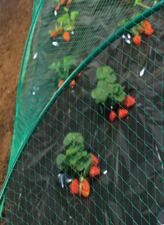 Nortène - BIRDNET Filet de protection oiseaux PE vert 2x10m - Image 5