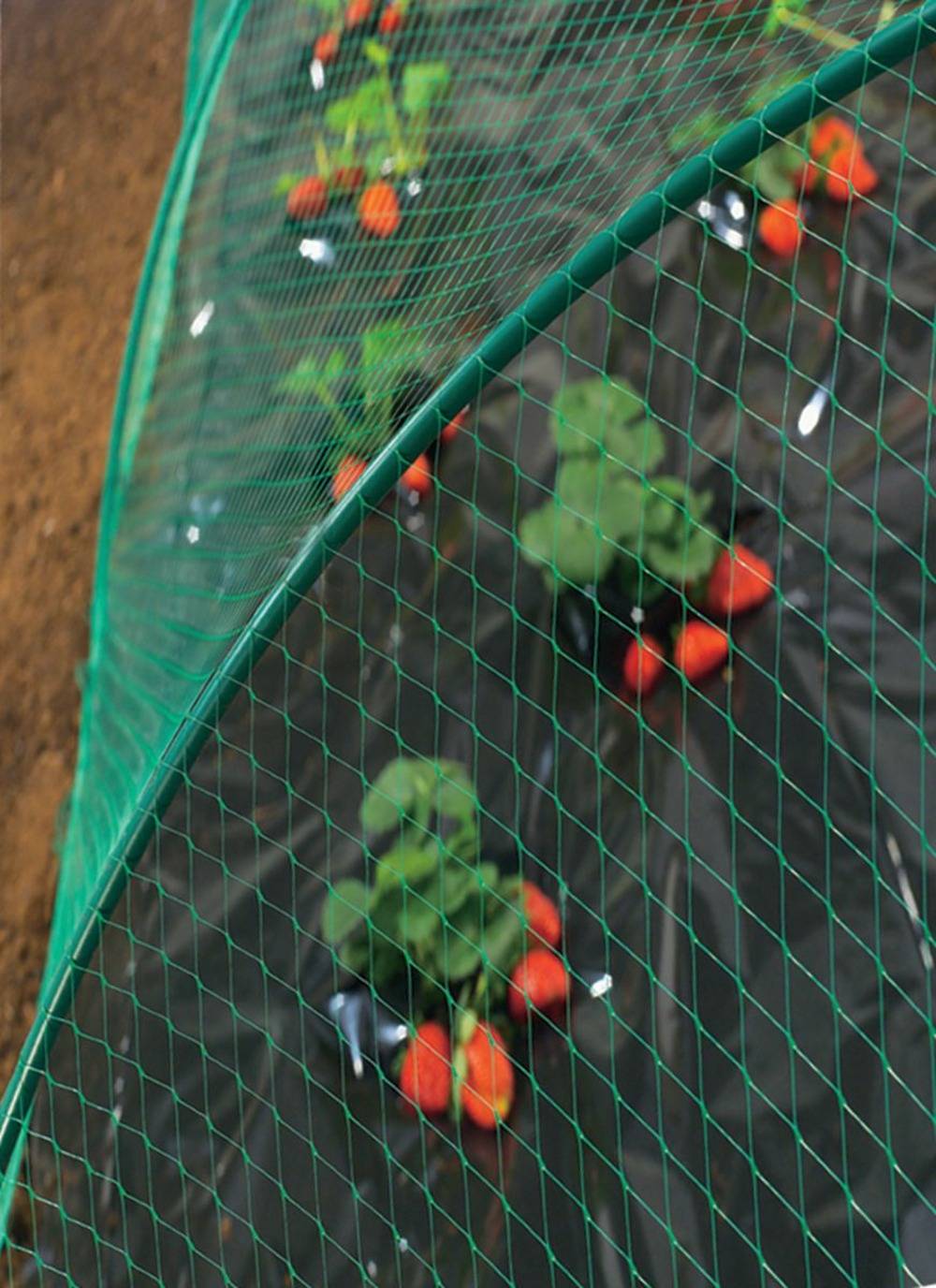 Nortène - BIRDNET  Filet de protection oiseaux PE vert 2x10m - Image 5