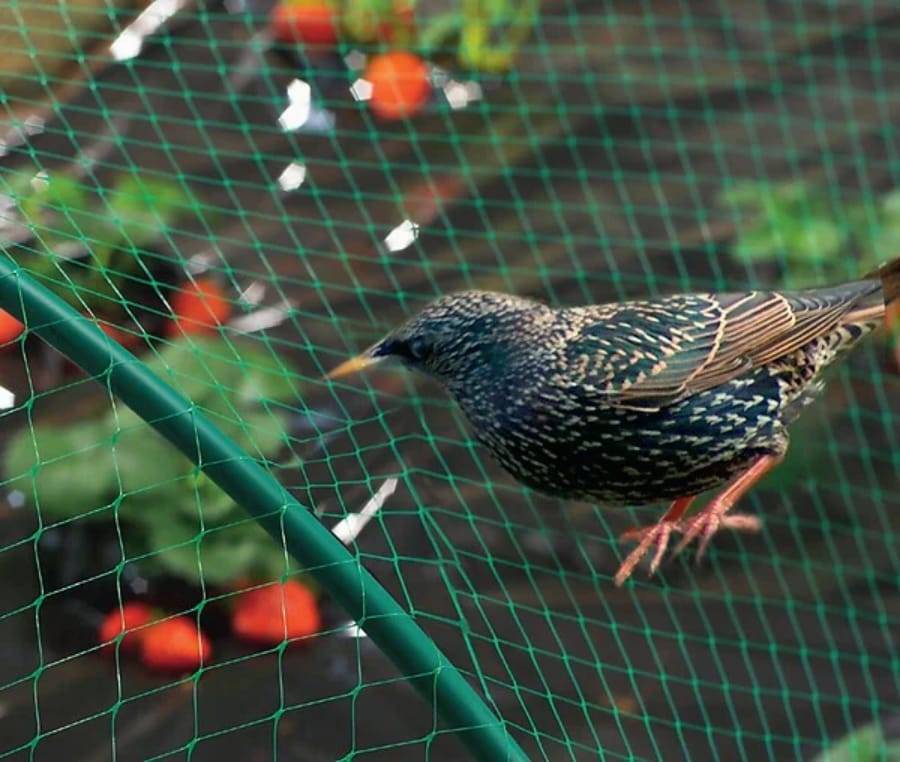 Nortène - Birdnet - Filet de protection oiseaux L.10 x l.8 m - Image 3
