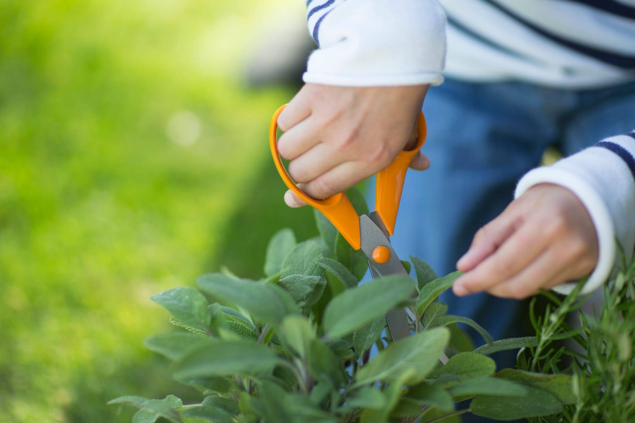 Fiskars - Fiskars - Ciseaux de jardin S90 21 cm, droitiers - Image 4