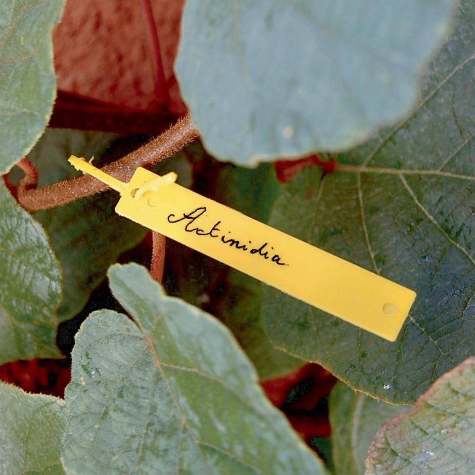 Nortène - Étiquettes pour jardin Tree Label - Image 1