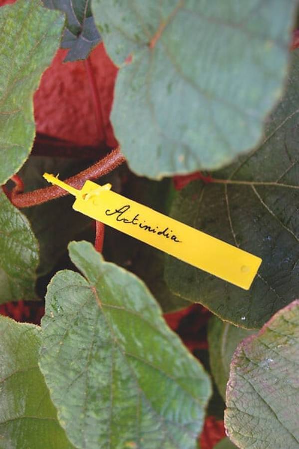 Nortène - Étiquettes pour jardin Tree Label - Image 2