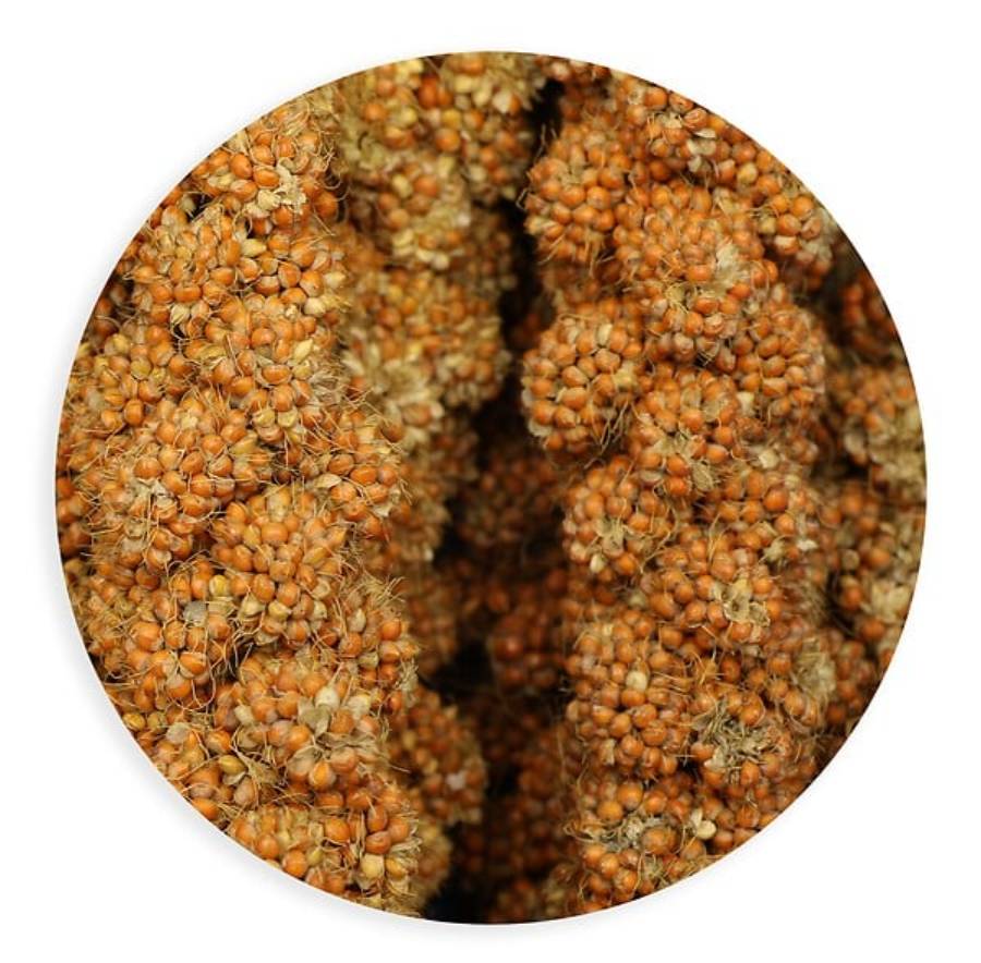 Tyrol - Millet grappes - TYROL