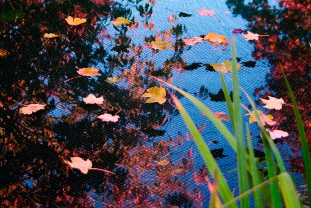 Ubbink - Filet de protection bassin PE noir – TEICHO - Image 5