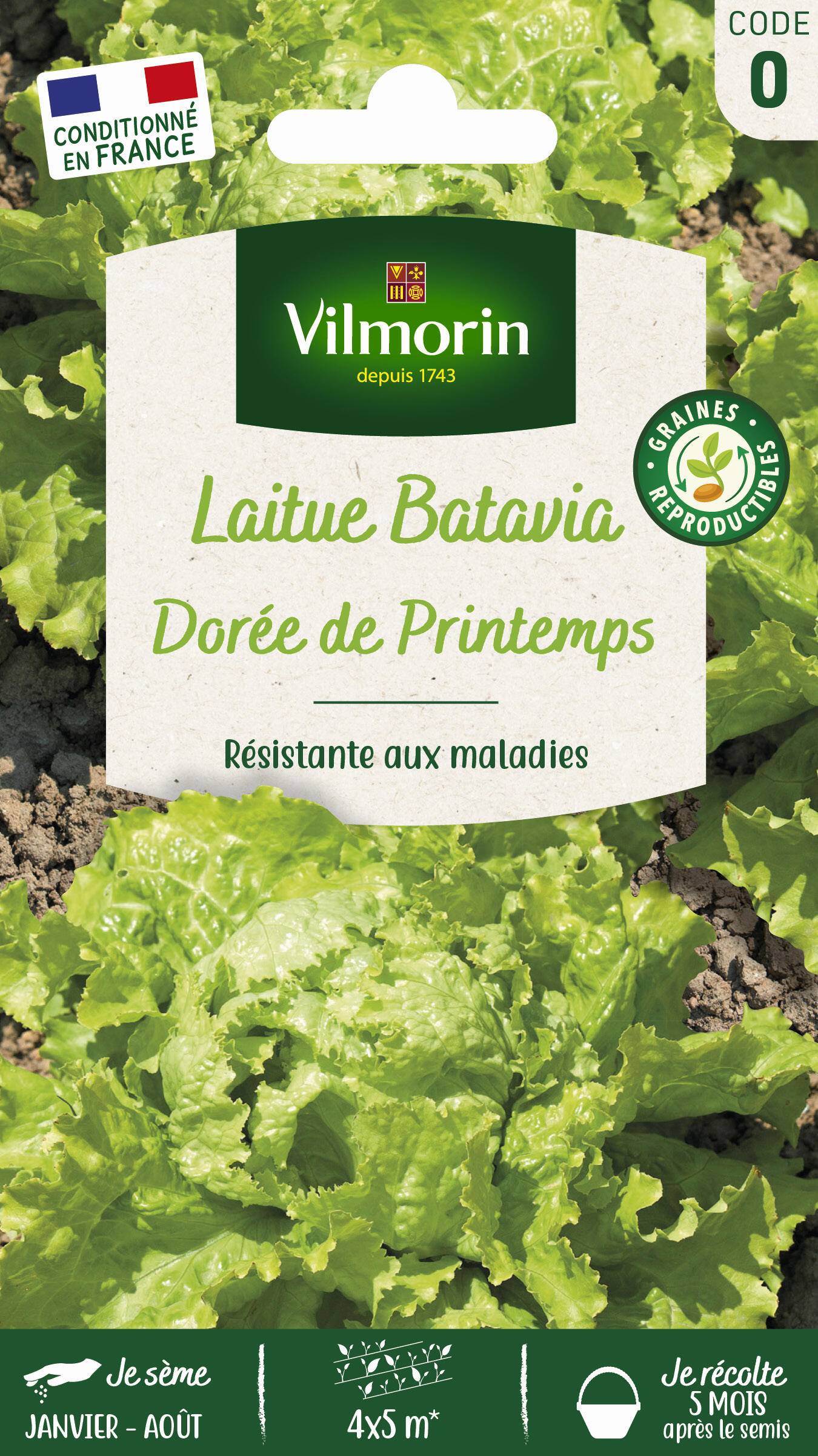 Vilmorin - Laitue batavia dorée de printemps série 0 sachet graines 3 g - Vilmorin - Image 2