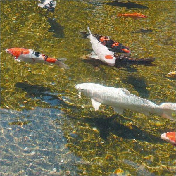 Ubbink - Filtre gravitaire pour bassin de jardin FiltraPure 2000 PlusSet - Ubbink - Image 9