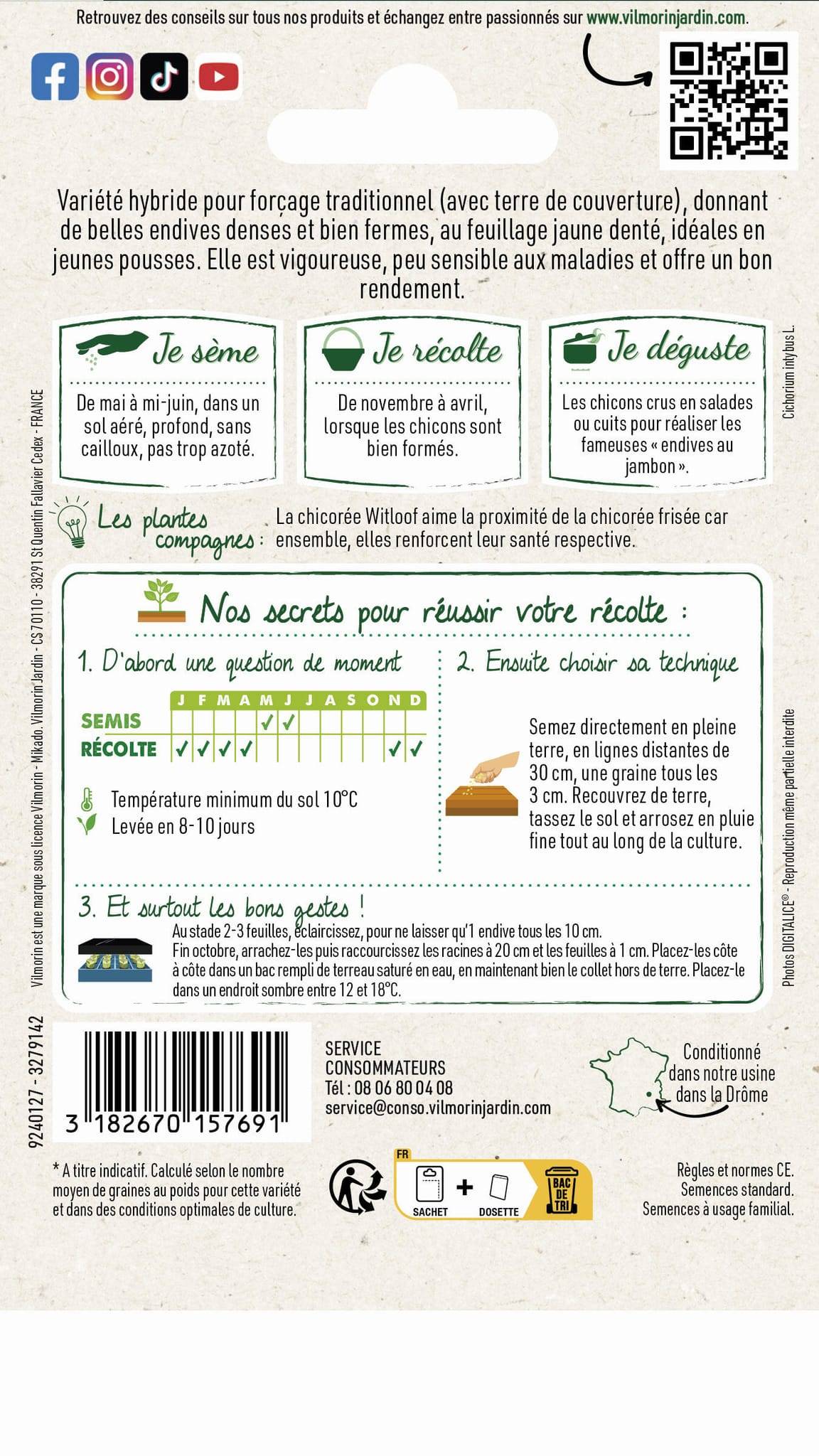 Vilmorin - Chicorée witloof endive de Bruxelles série 2 sachet graines 2 g - Vilmorin - Image 4