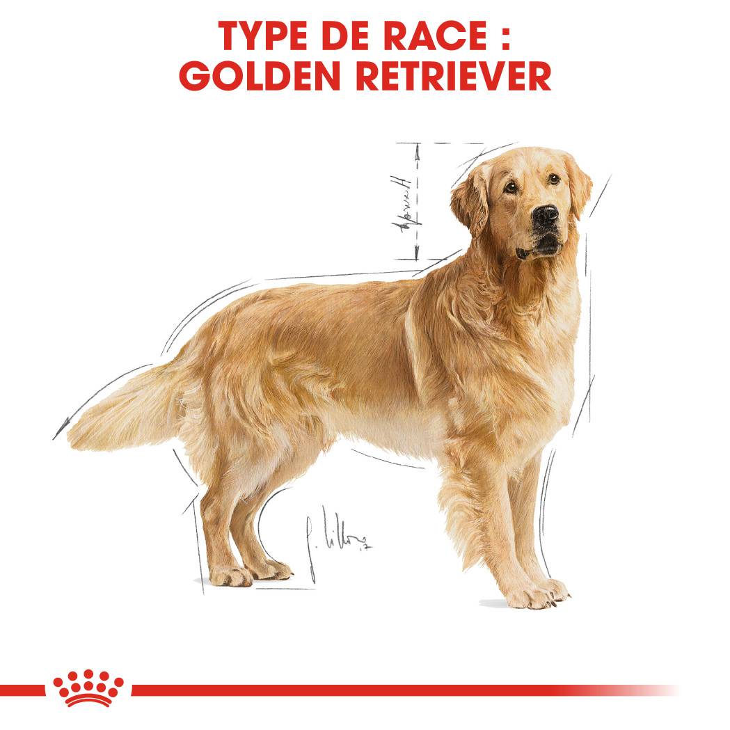 Royal Canin - Croquettes Golden Retriever Adulte - ROYAL CANIN - Image 4