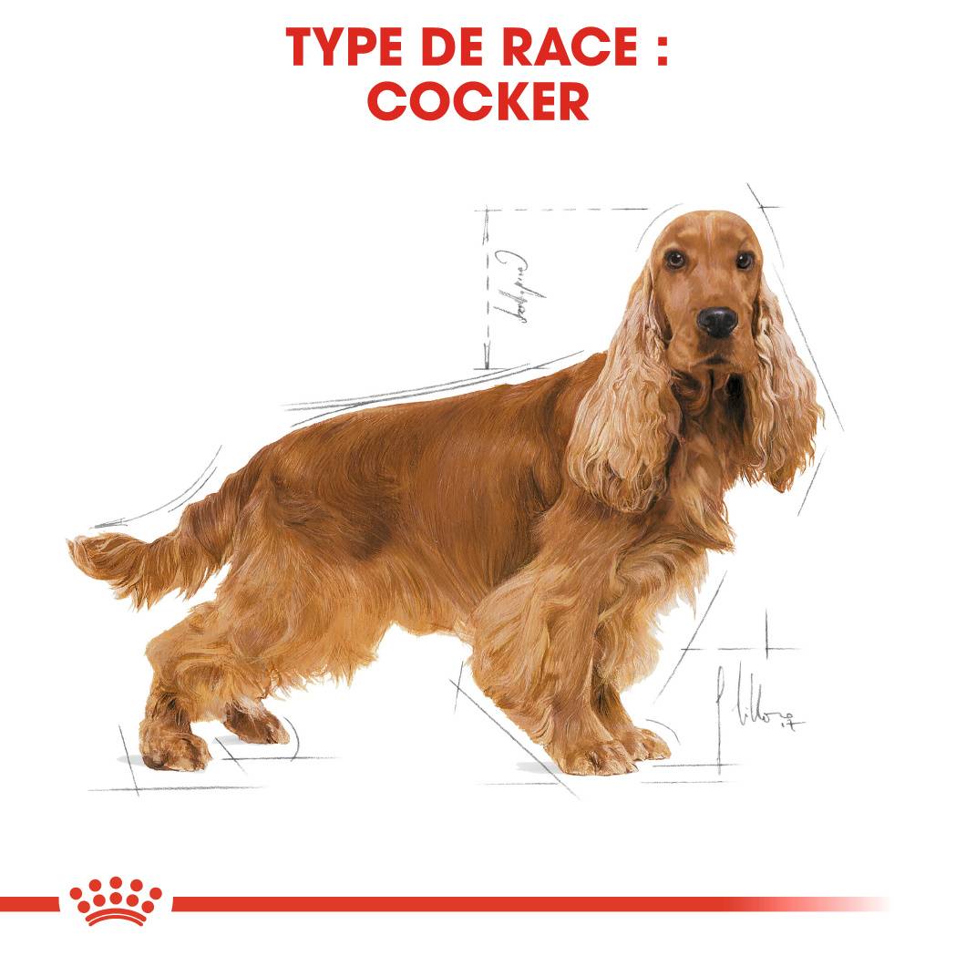 Royal Canin - Croquettes chien Cocker adulte - ROYAL CANIN - Image 5