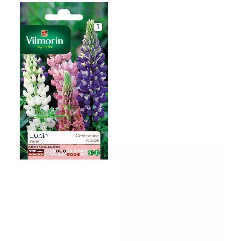 Vilmorin - Lupin annuel en mélange série 1 sachet graines 4 g - Vilmorin - Image 4