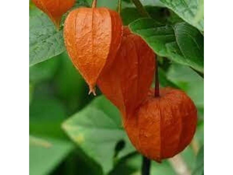 Vilmorin - Physalis lanterne chinoise série 3 sachet graines 1 g - Vilmorin - Image 1