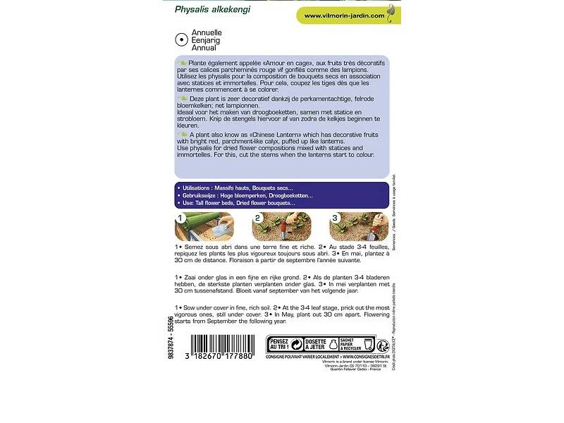 Vilmorin - Physalis lanterne chinoise série 3 sachet graines 1 g - Vilmorin - Image 4