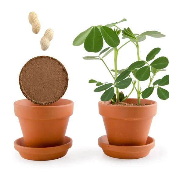 Radis et Capucine - Kit de plantation enfants - RADIS ET CAPUCINE - Image 7